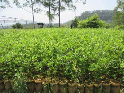岑溪市油茶产业持续发展 育好一颗苗 造好一片林 用好一朵花